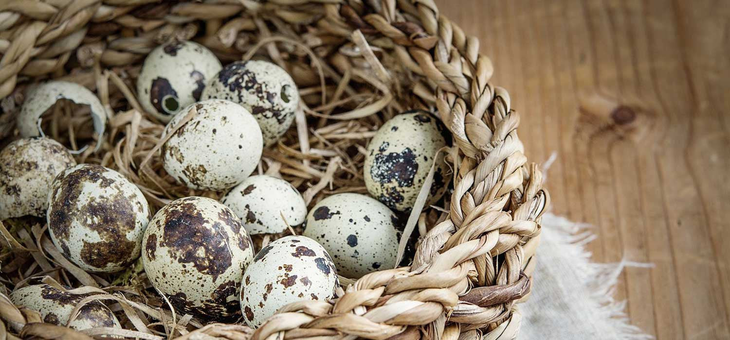 Serendipity - Prairie